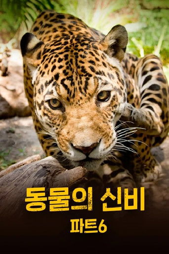 동물의 신비 poster