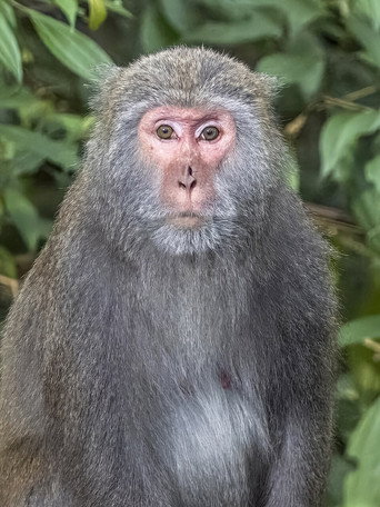 Biographies of the Formosan Macaque