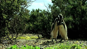 Wild Argentina (2017)