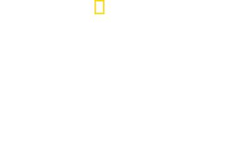 Dolphins Up Close with Bertie Gregory logo
