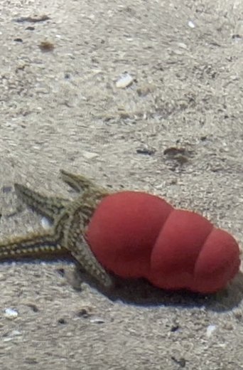 Atlantaquaria (1970)