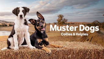 #8 Muster Dogs