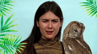 Patti Reviews Exotic Animals: Snowy Owl