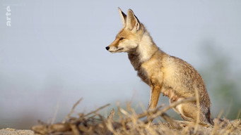 #19 Destination Wild: India
