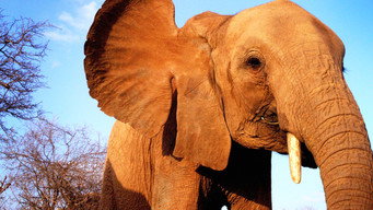 Elephant Diaries (2005-2008)