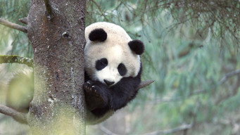 Panda Goes Wild (2019)