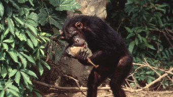#12 Lucy, the Human Chimp