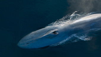 Galeria 2 - Las guardianas del planeta