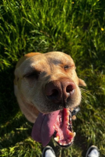 Ted the Dog — photo 1
