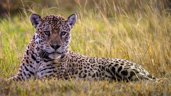 Jaguar Journals (2024- )
