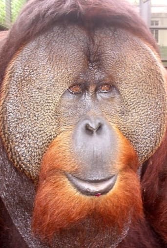 Image of Sammy the Orangutan