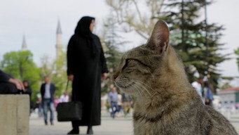 #7 Королівство котів
