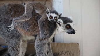 Lemur Me Alone!