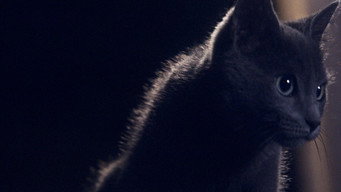 Escena 1 de Somos animales