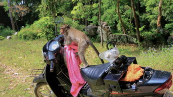 Silly Animals (2021)
