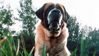 #26 Куджо