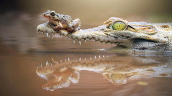Birth, Brains and Brawn