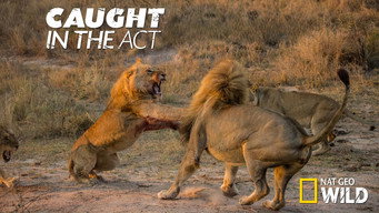 Caught in the Act (2007- )