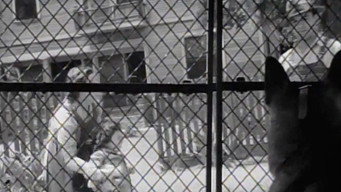 Killer-Dog (1936)