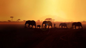 Walking With Elephants (2020)
