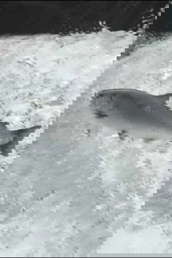 Wild Asia Creatures of The Thaw poster