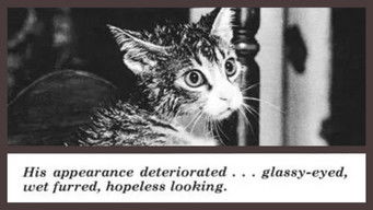 The Cat That Drank and Used Too Much