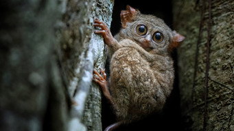 #5 Asia's Weirdest