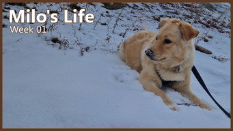 Milo's Life (2024- )