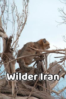 Wilder Iran