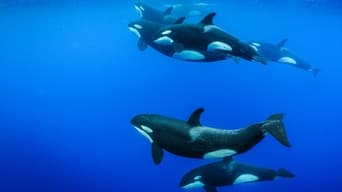 #6 Потаємне життя китів