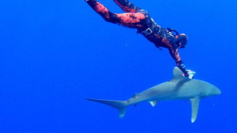 World's Most Dangerous Shark (2021)