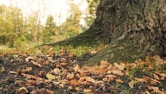 #27 Heart of an Oak