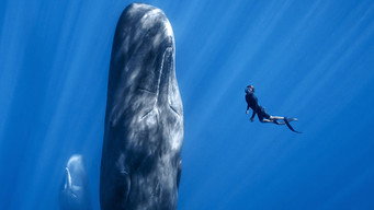 Patrick and the Whale (2022)