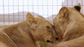 #4 Lion Ark