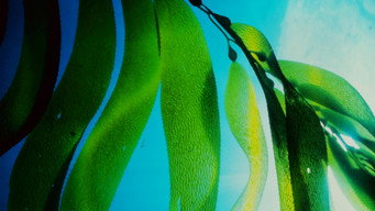 Seaweed Stories – Szenenbild