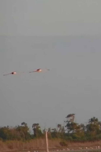 Walking in Sardinia (1970)