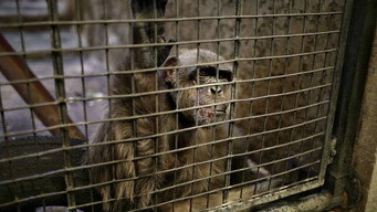 Escena 3 de Planet Without Apes