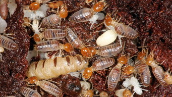 The World According to Termites (2018)