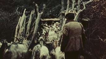 Orgosolos Shepherds (1958)