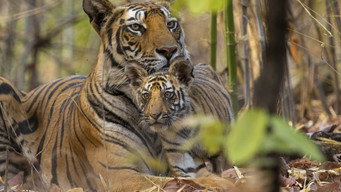 #10 Tiger