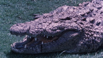 Hideout in the Sun (1960)