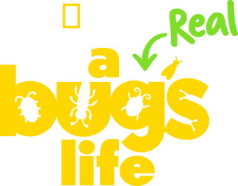 A Real Bug's Life logo