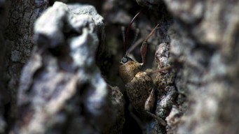 #29 Heart of an Oak
