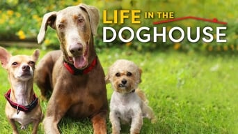 Galeria 1 - Life in the Doghouse