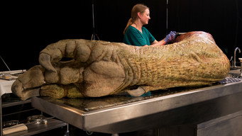 #4 T. Rex Autopsy