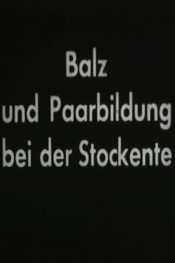 Balz und Paarbildung bei der Stockente