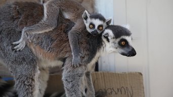 Secrets of the Zoo: Down Under - S2E01