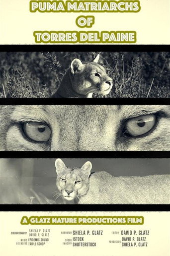 Puma Matriarchs of Torres Del Paine