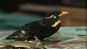 フードファイト - Season 1 Episode 5 (2000) 予告編