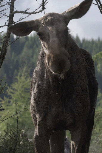 AMOOSED: a moose odyssey (2026)